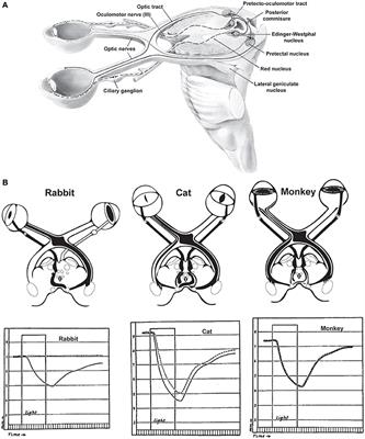 Neuromodulatory Correlates of Pupil Dilation
